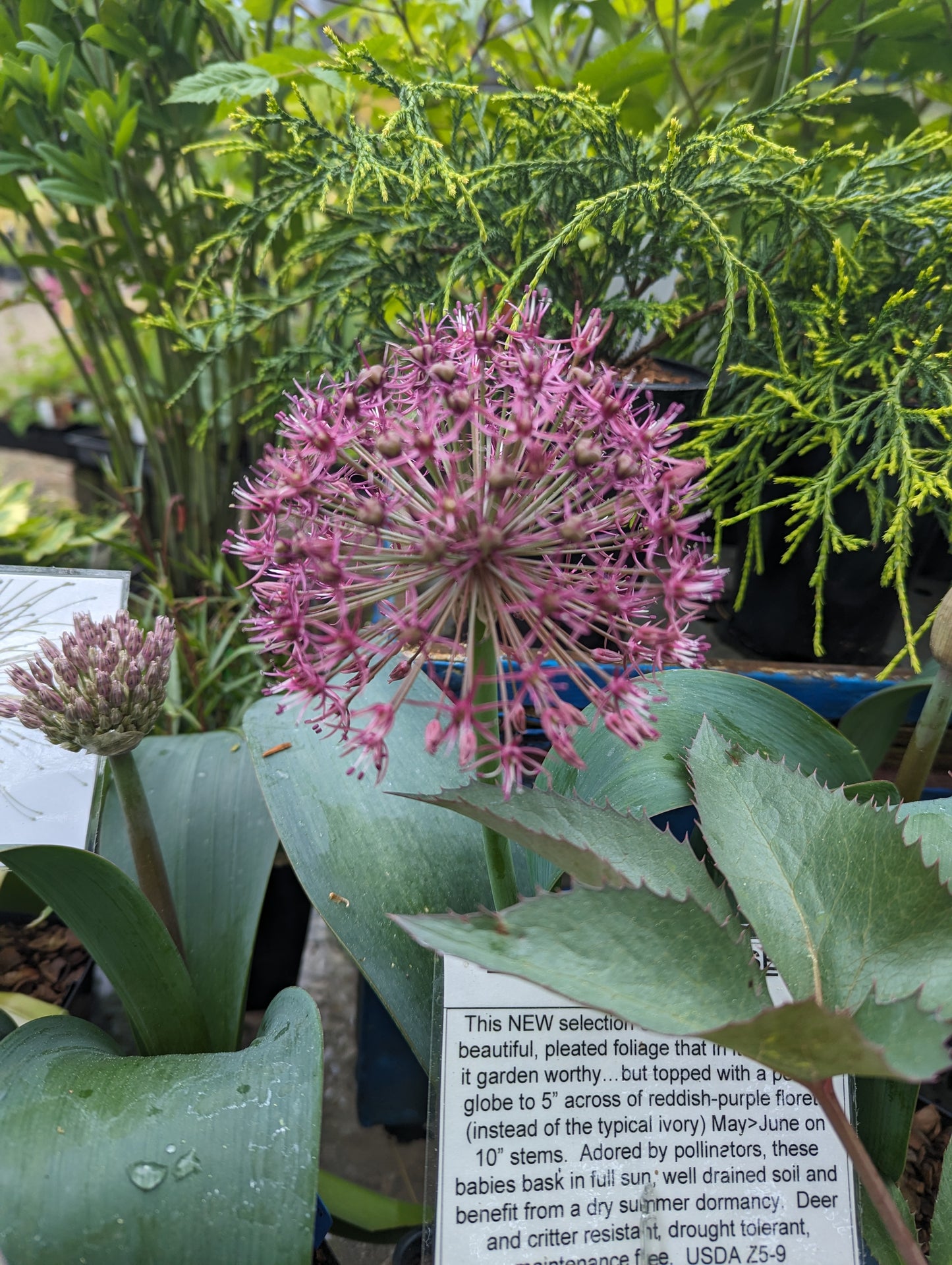 Allium karataviense ‘Red Giant’