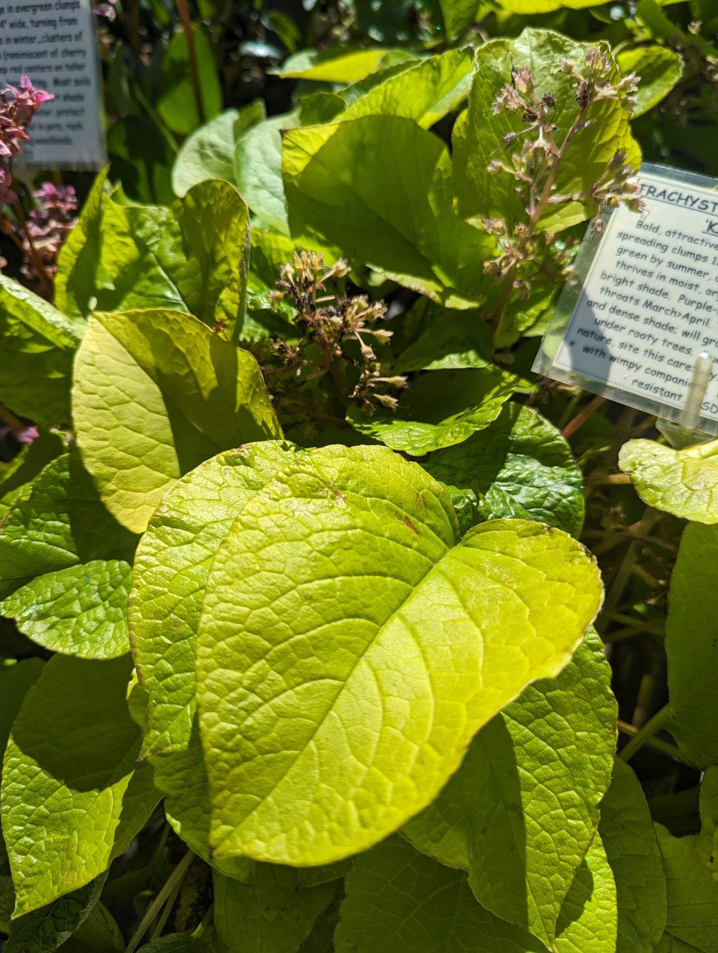 Trachystemon orientalis 'Kiwi Sun'