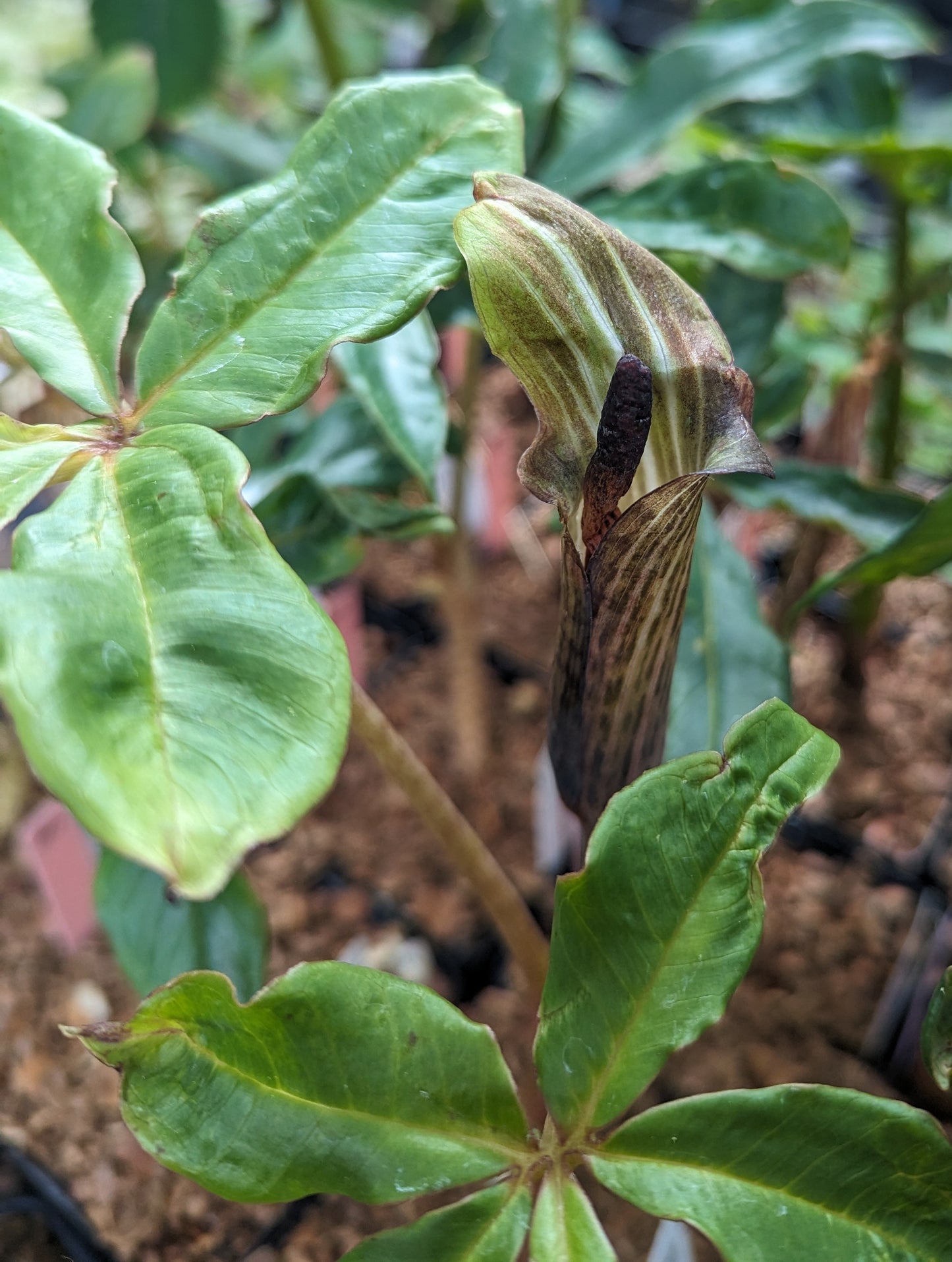 Arisaema nepenthoides - only shipped while dormant Oct-Feb