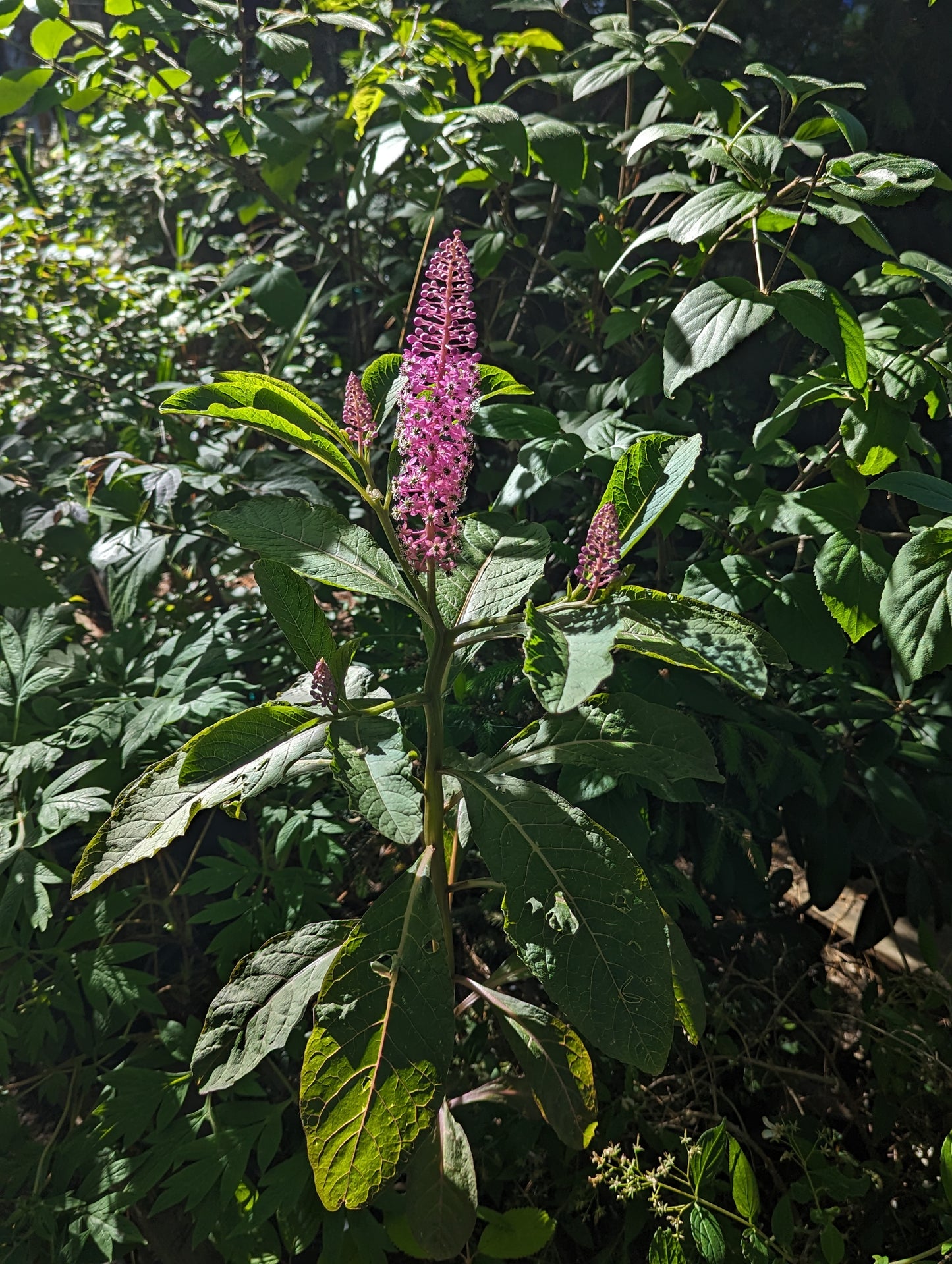 Phytolacca clavigera
