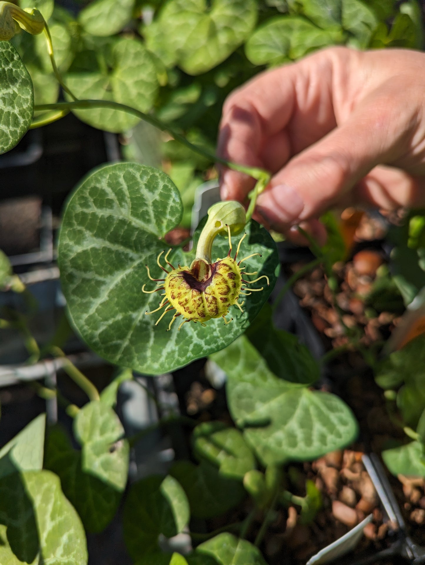 Aristolochia fimbriata