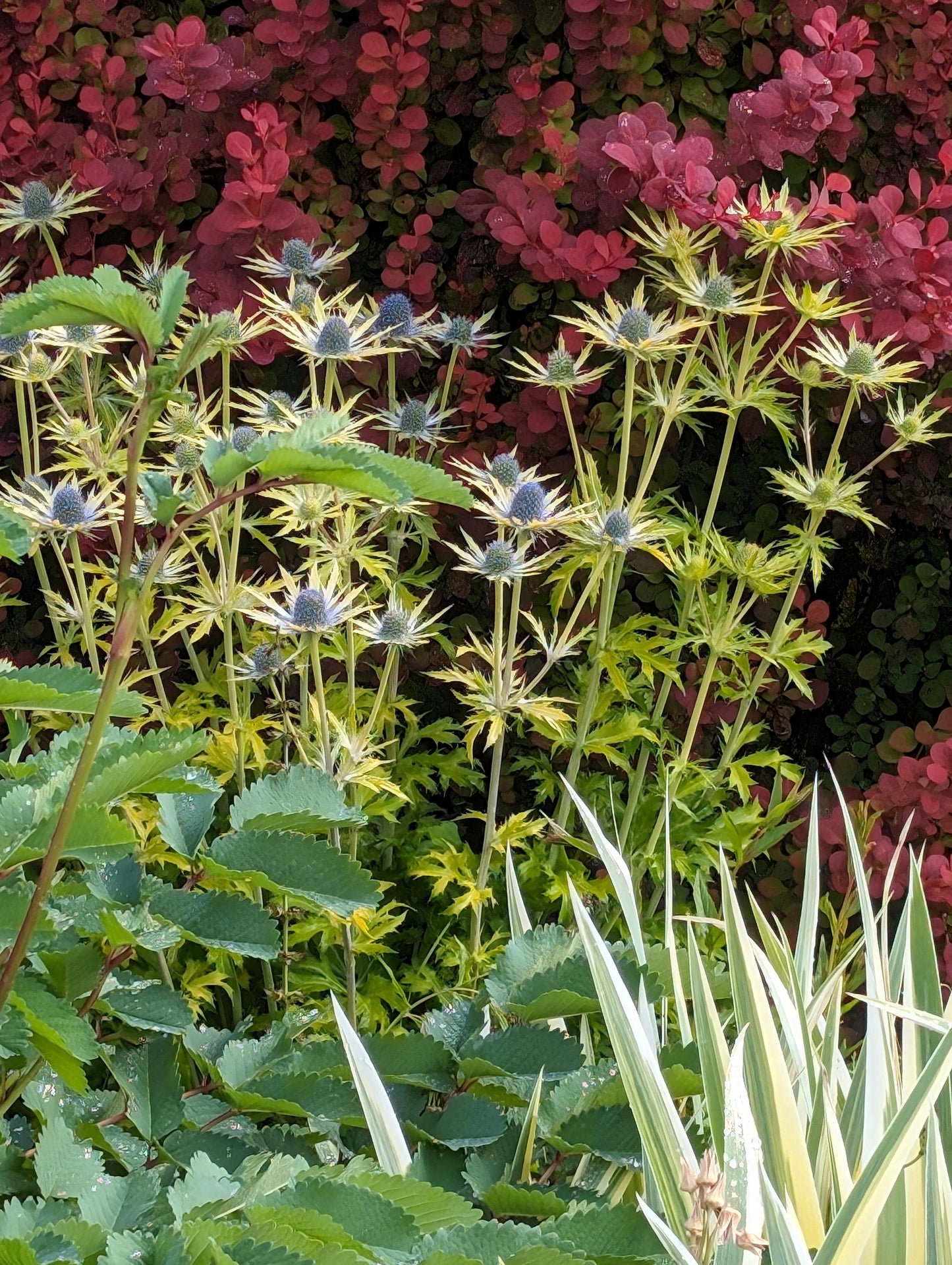 Eryngium X zabelii ‘Neptune‘s Gold’