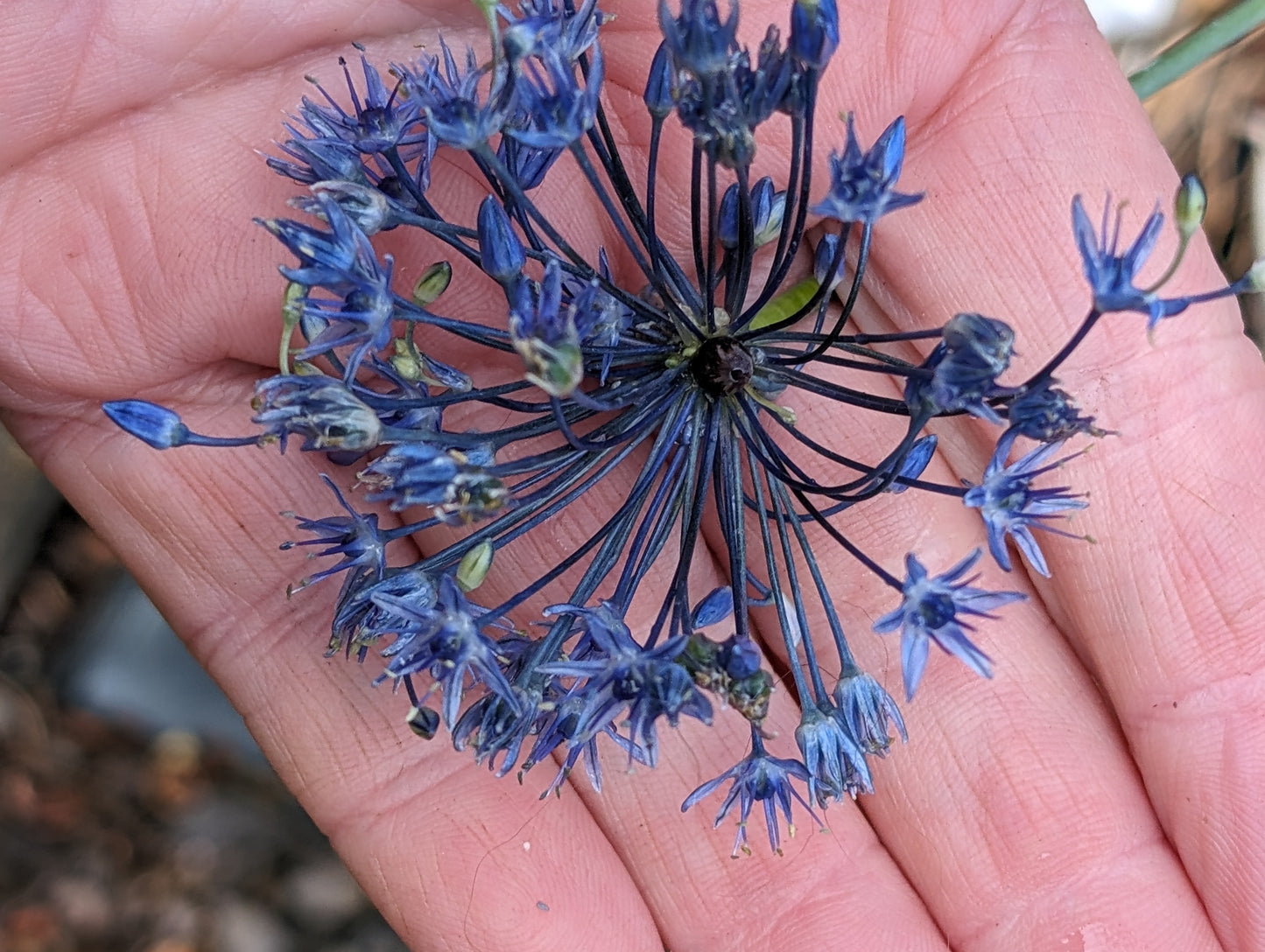 Allium caeruleum