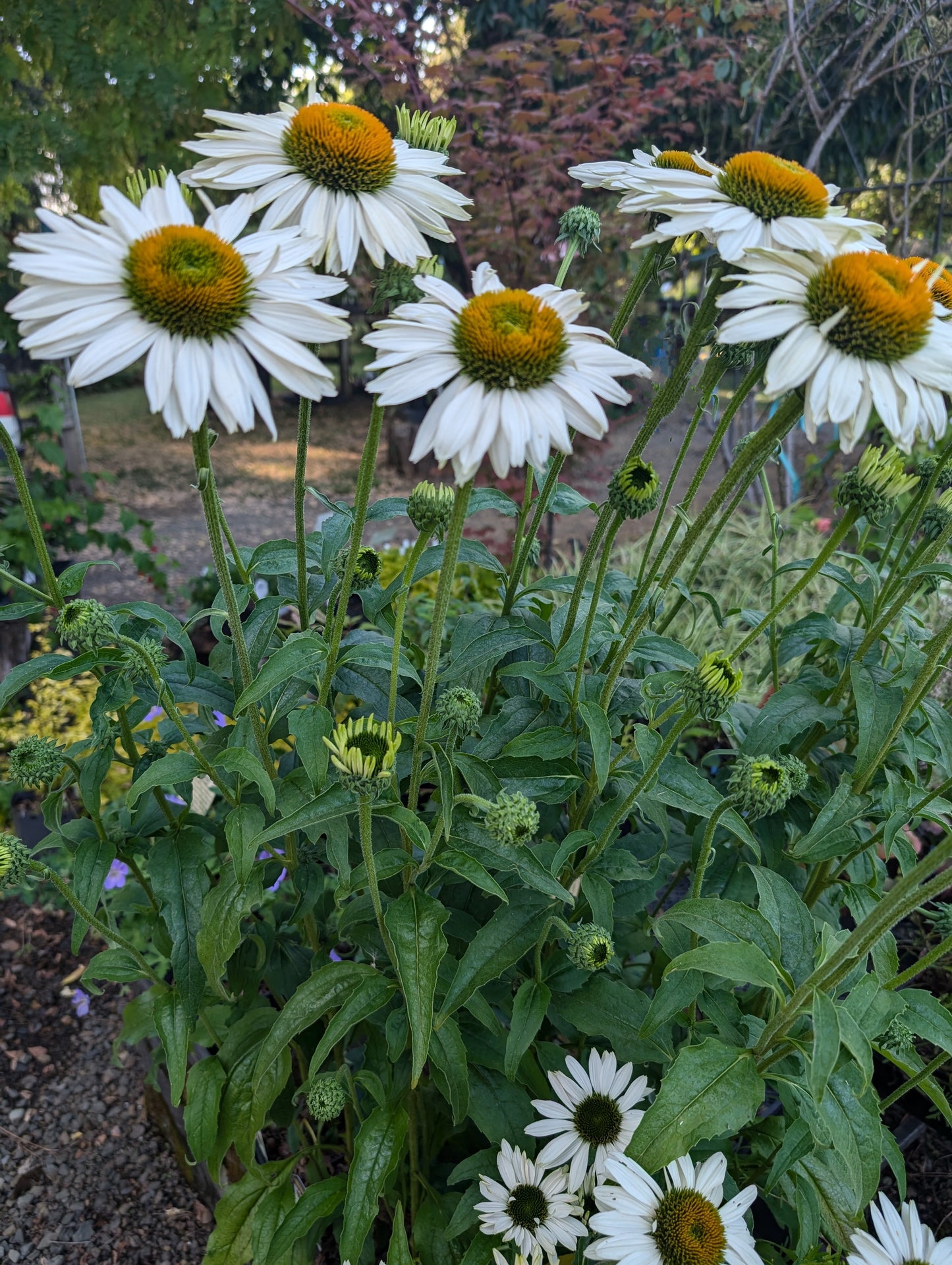 Echinacea ‘Fragrant Angel’ PP16,054