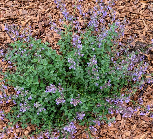 Nepeta x faassenii ‘Walker’s Low‘