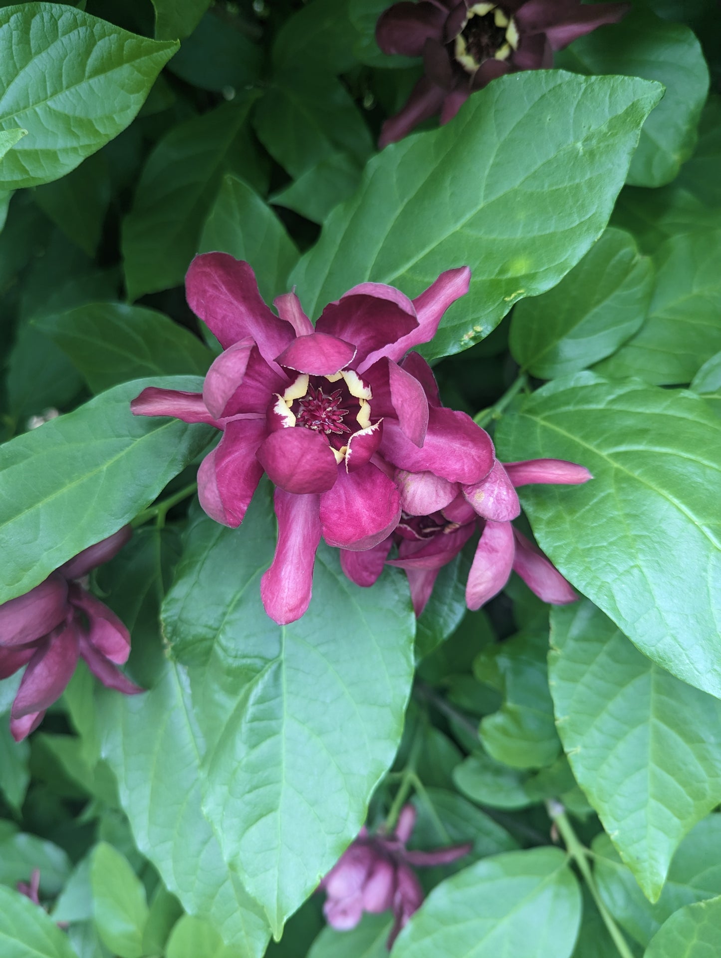 Calycanthus 'Aphrodite' PP24014