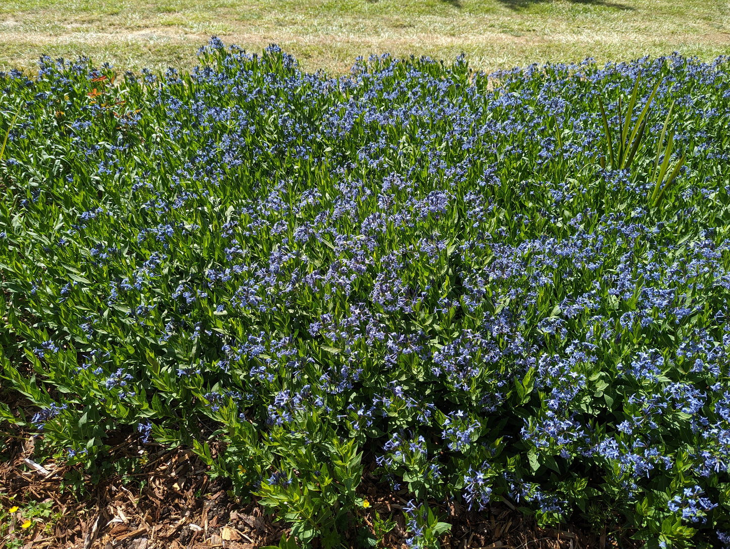 Amsonia tabernaemontana WFF
