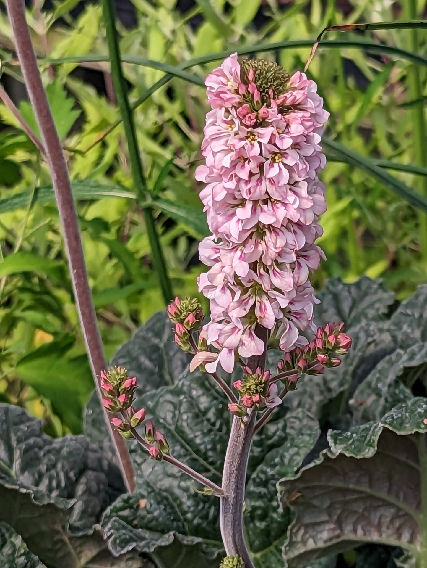 Francoa appendiculata