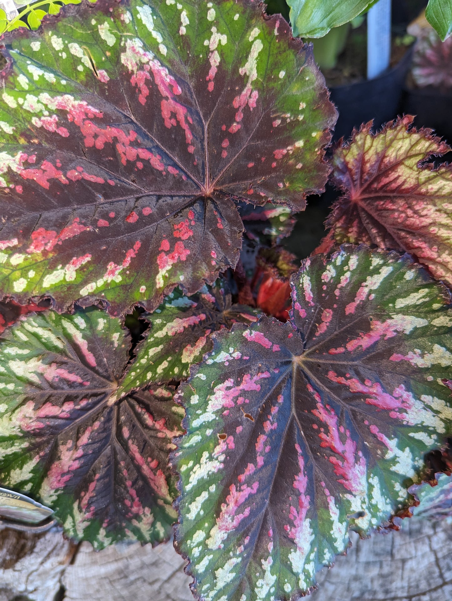 Begonia T-Rex® ‘Painter’s Palette’ PP25017