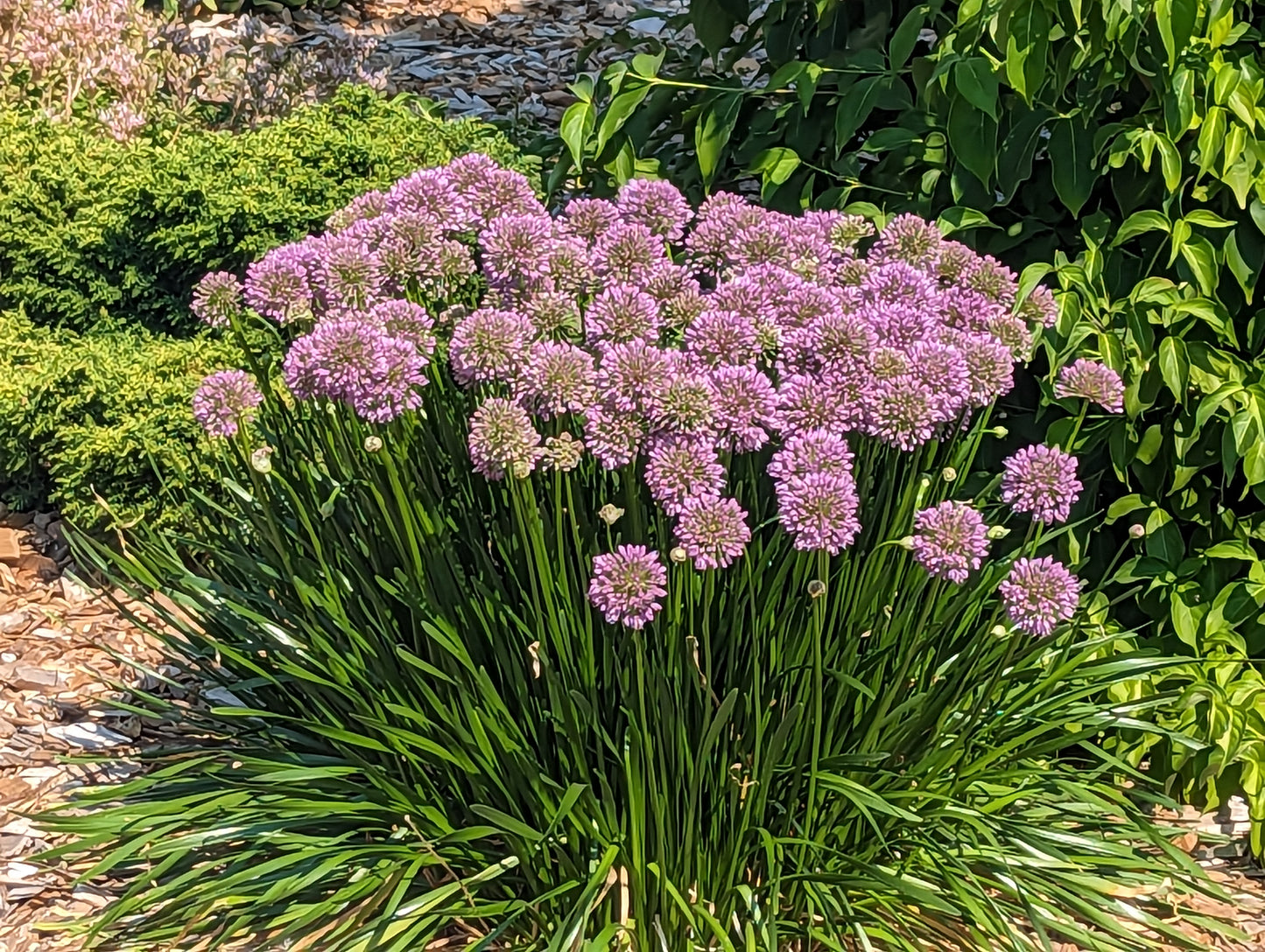 Allium 'Millennium'