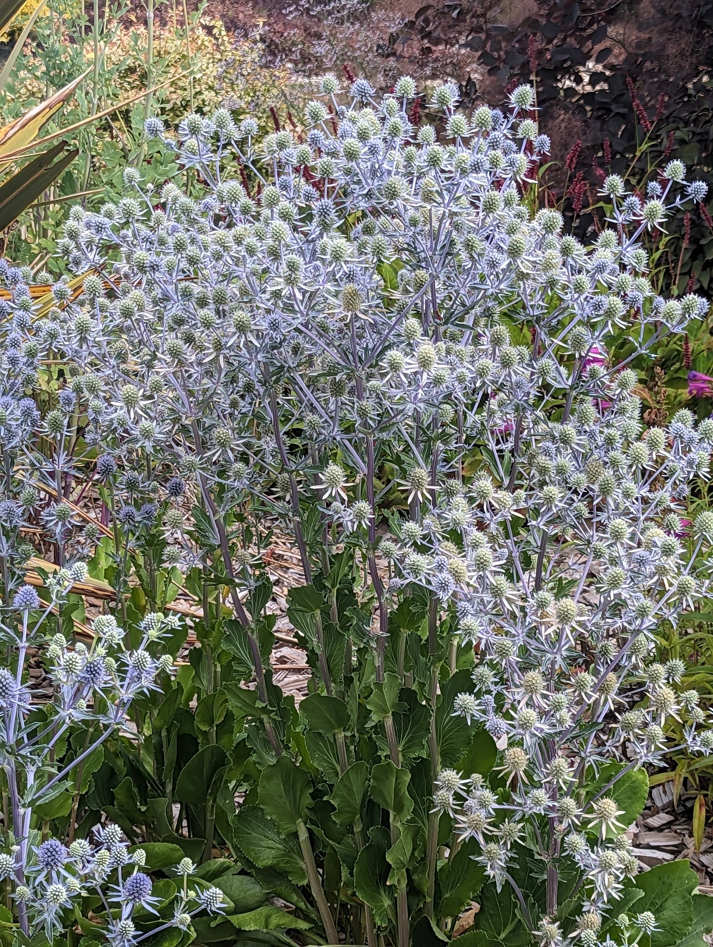 Eryngium planum 'Blue Glitter'