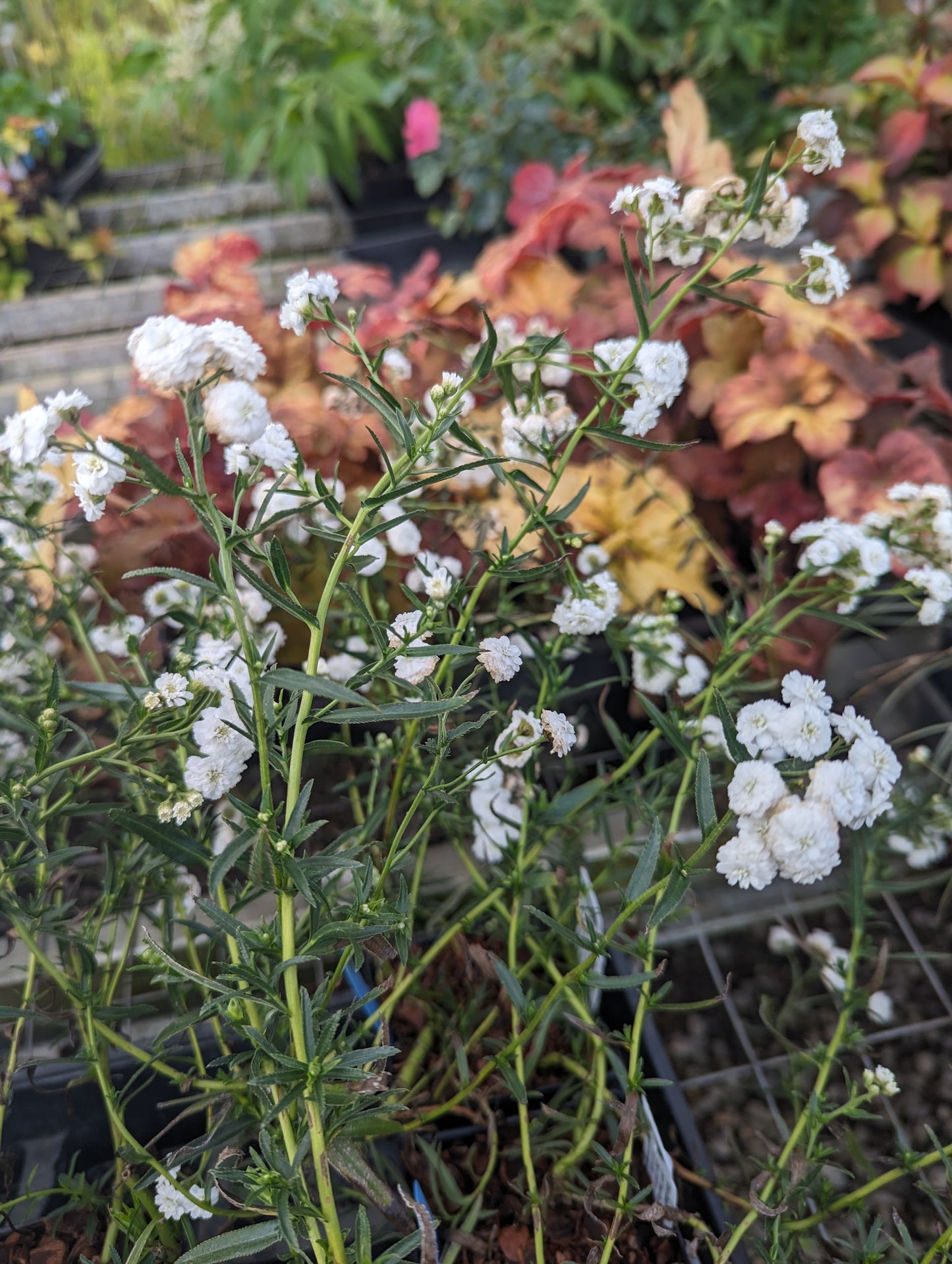 Achillea ptarmica ‘Angel’s Breath’