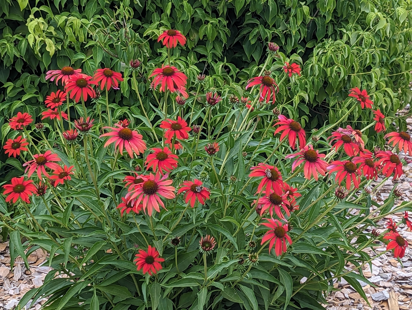 Echinacea 'Tomato Soup'