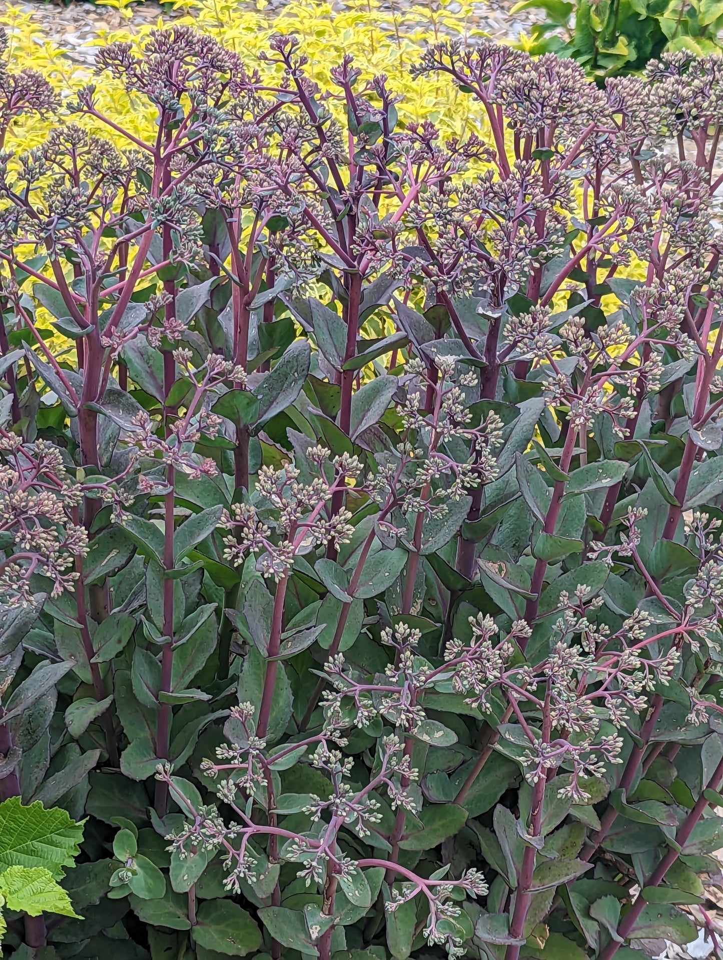 Sedum 'Garnet Brocade' ™