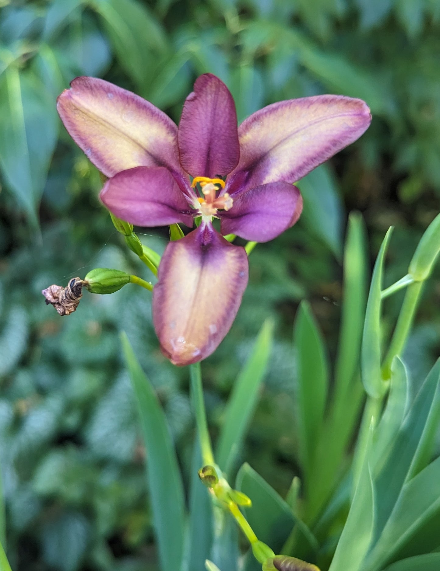 Pardancanda norrisii ‘Sangria’