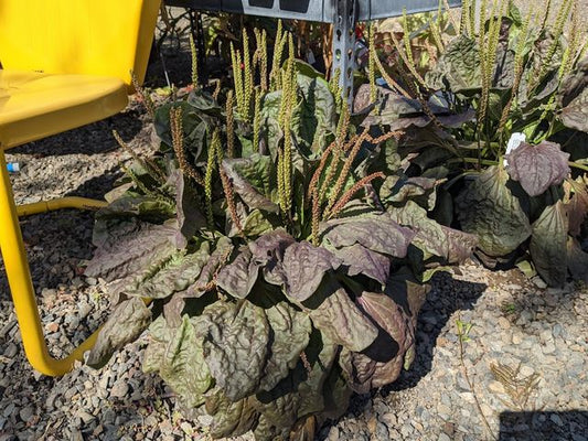 Plantago major ‘Rubrifolia’
