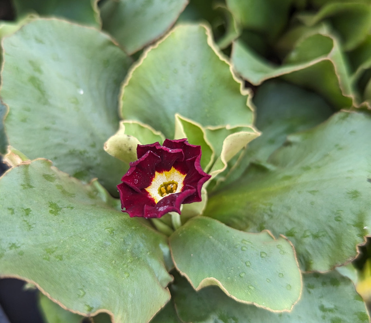 Primula x pubescens ‘Feuerkonig’ Avail. Spring 2025