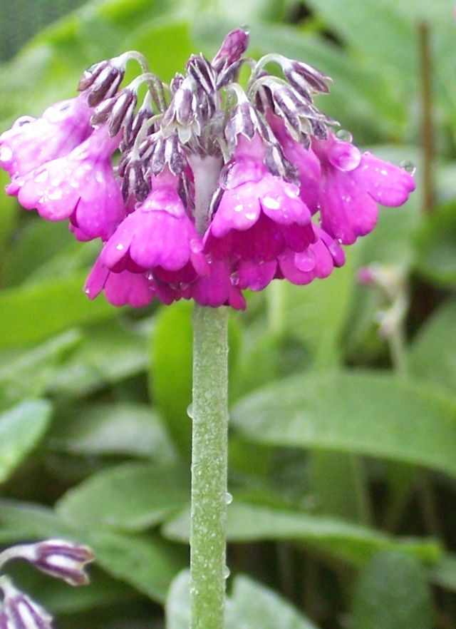 Primula secundiflora