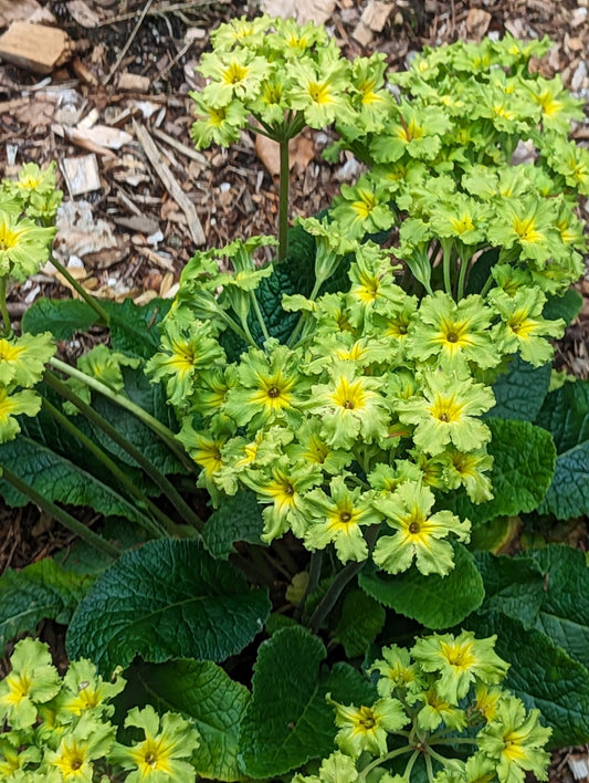 Primula vulgaris 'Francesca'