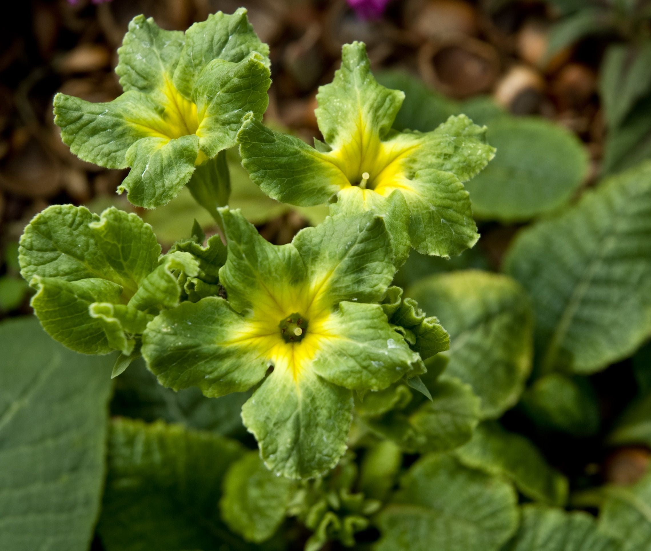 francesca's succulent Primula vulgaris 'Francesca' – Secret Garden Growers