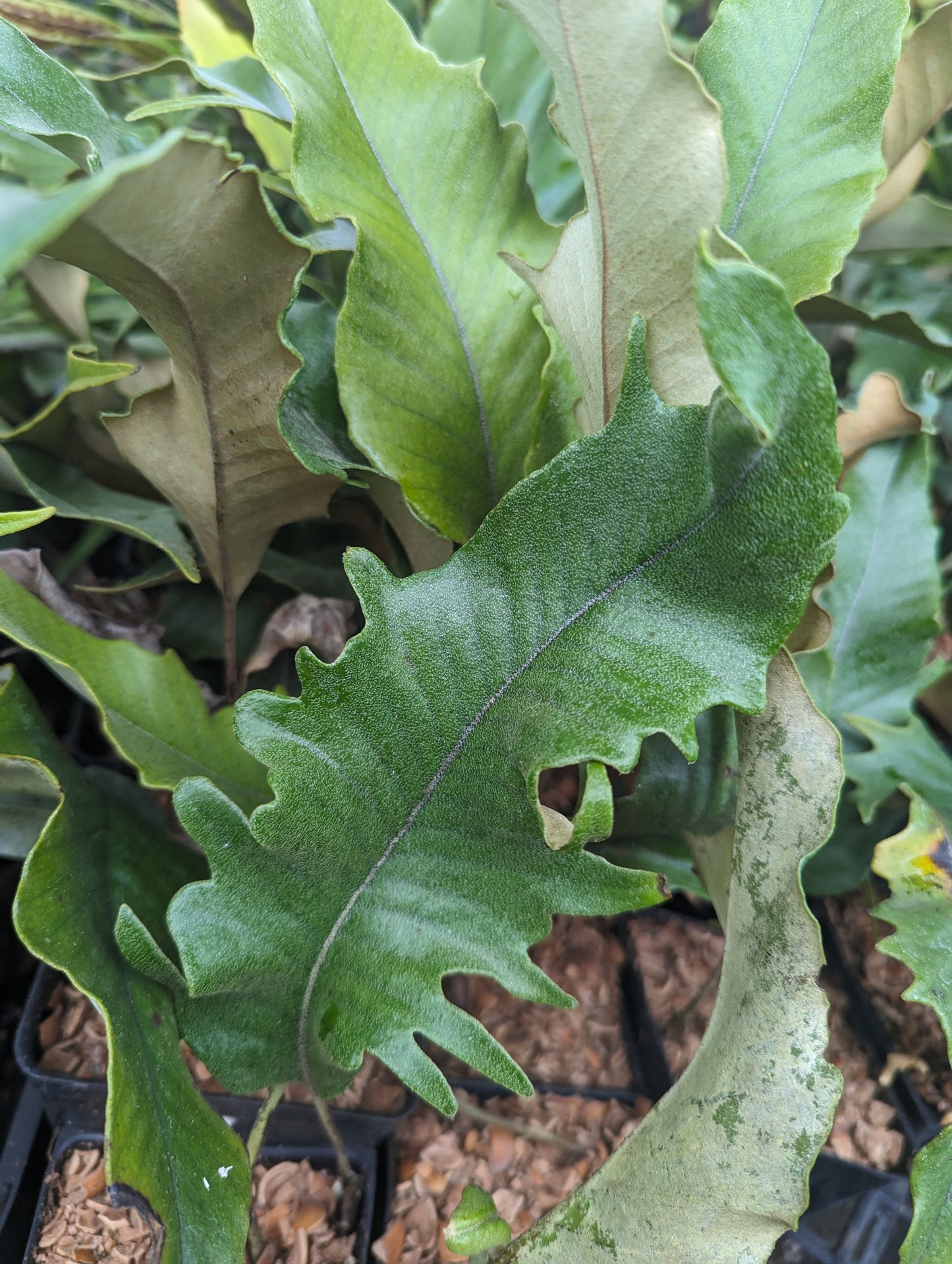 Pyrrosia lingua ‘Hiryu’