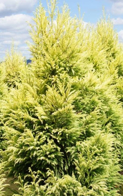 Cryptomeria japonica 'Sekkan'