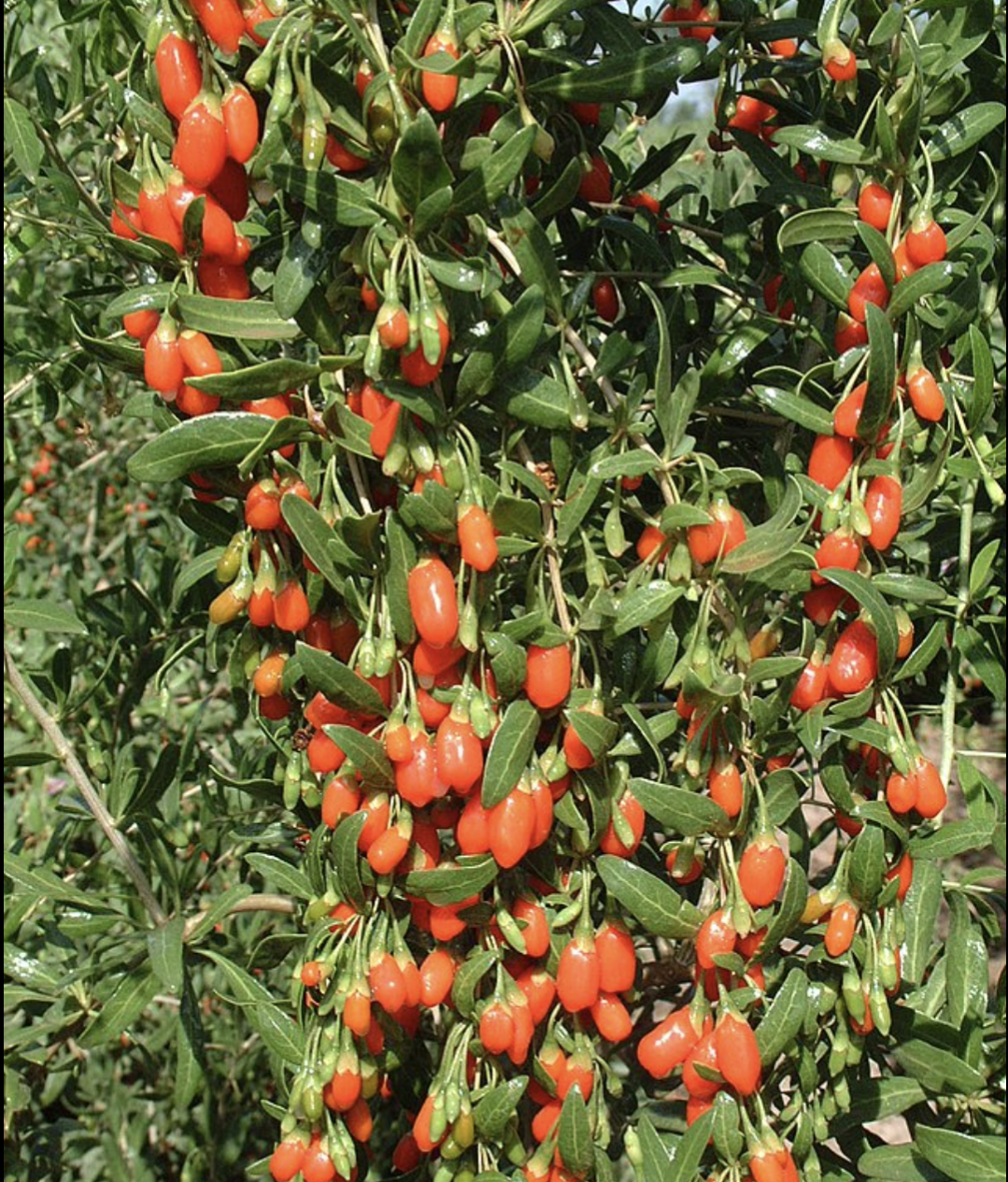 Lycium barbarum ‘Firecracker’