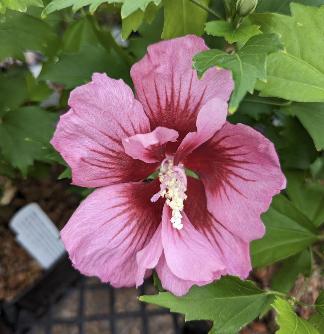 Hibiscus syriacus ‘Red Pillar‘® PPAF