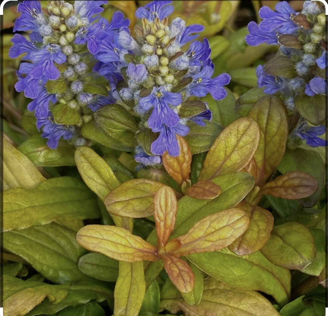 Ajuga hybrid Feathered Friends™ ‘Fancy Finch’