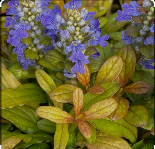 Ajuga hybrid Feathered Friends™ ‘Fancy Finch’