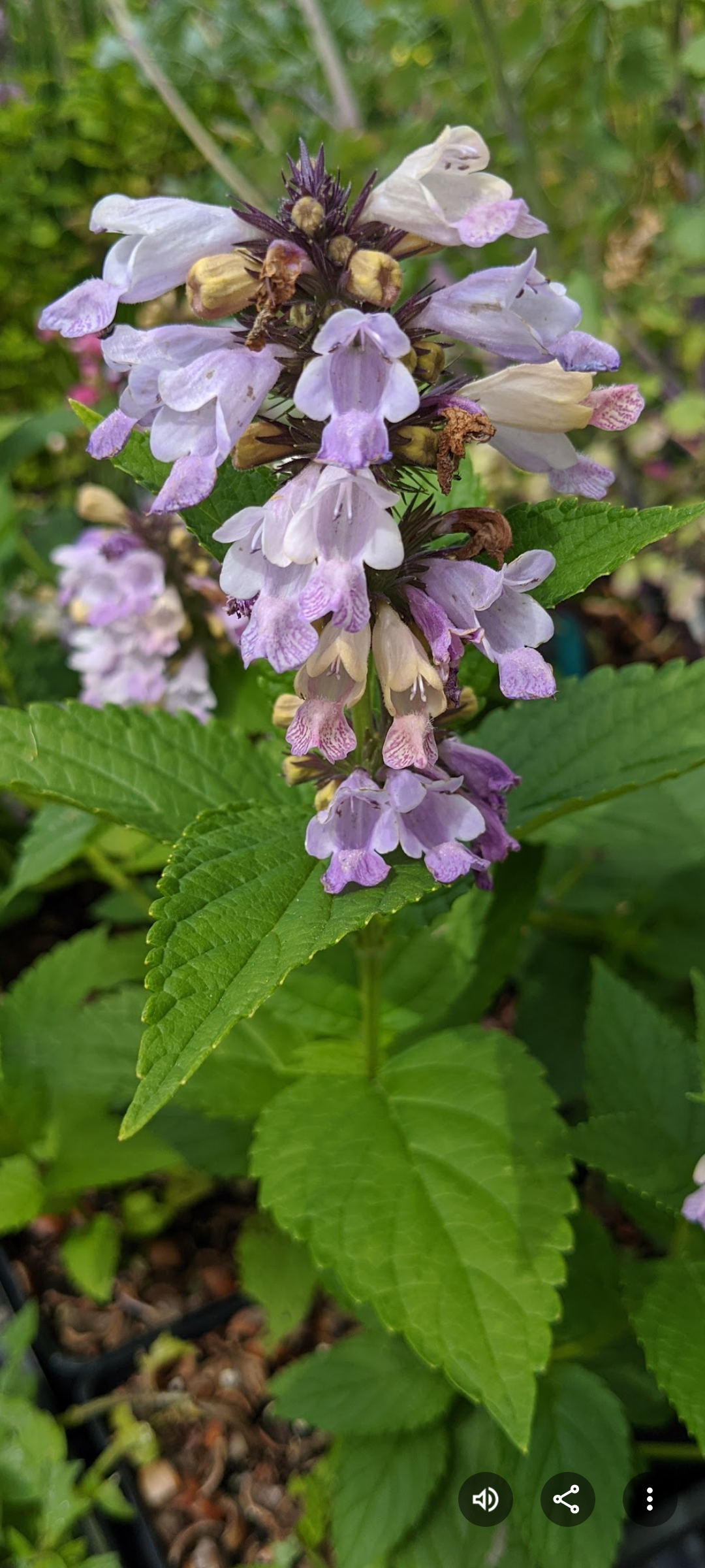 Nepeta subsessilis 'Sweet Dreams'