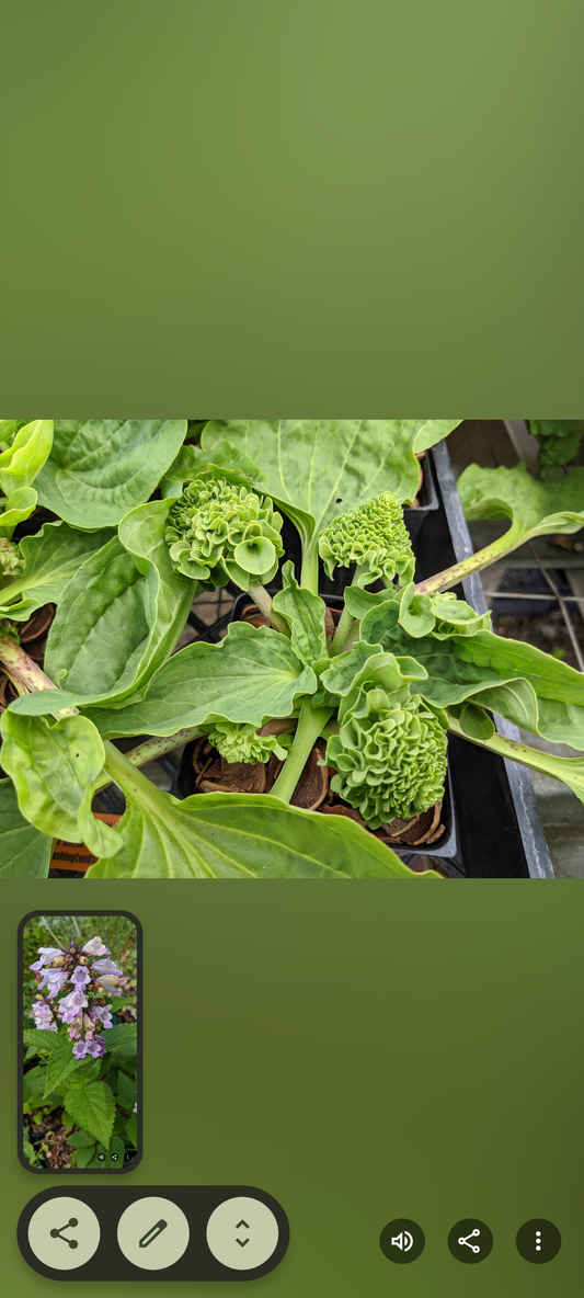 Plantago major 'Rosularis'