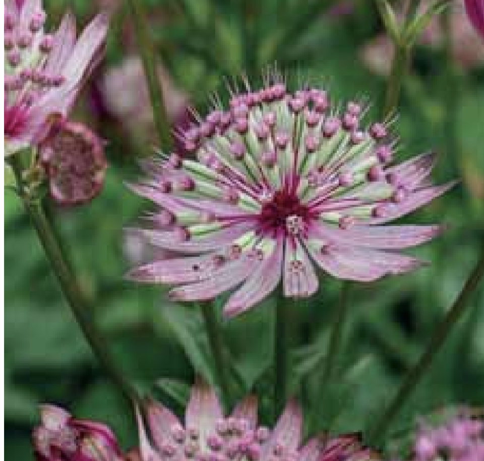 Astrantia major ‘Sparkling Stars Pink'