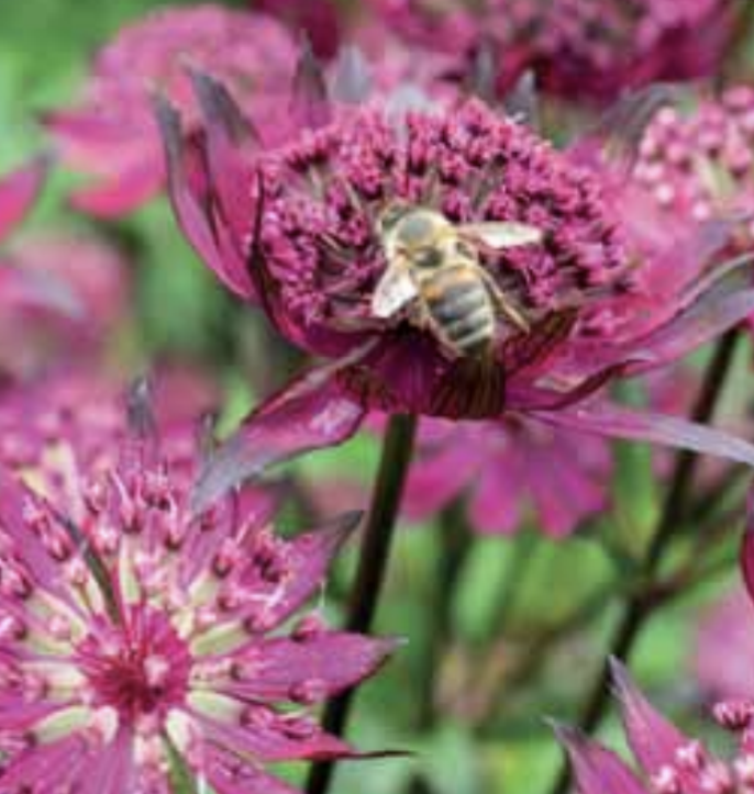 Astrantia major ‘Sparkling Stars Red‘