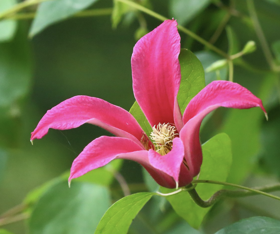 Clematis ‘Princess Diana’