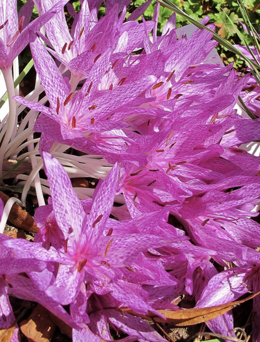Colchicum x agrippinum