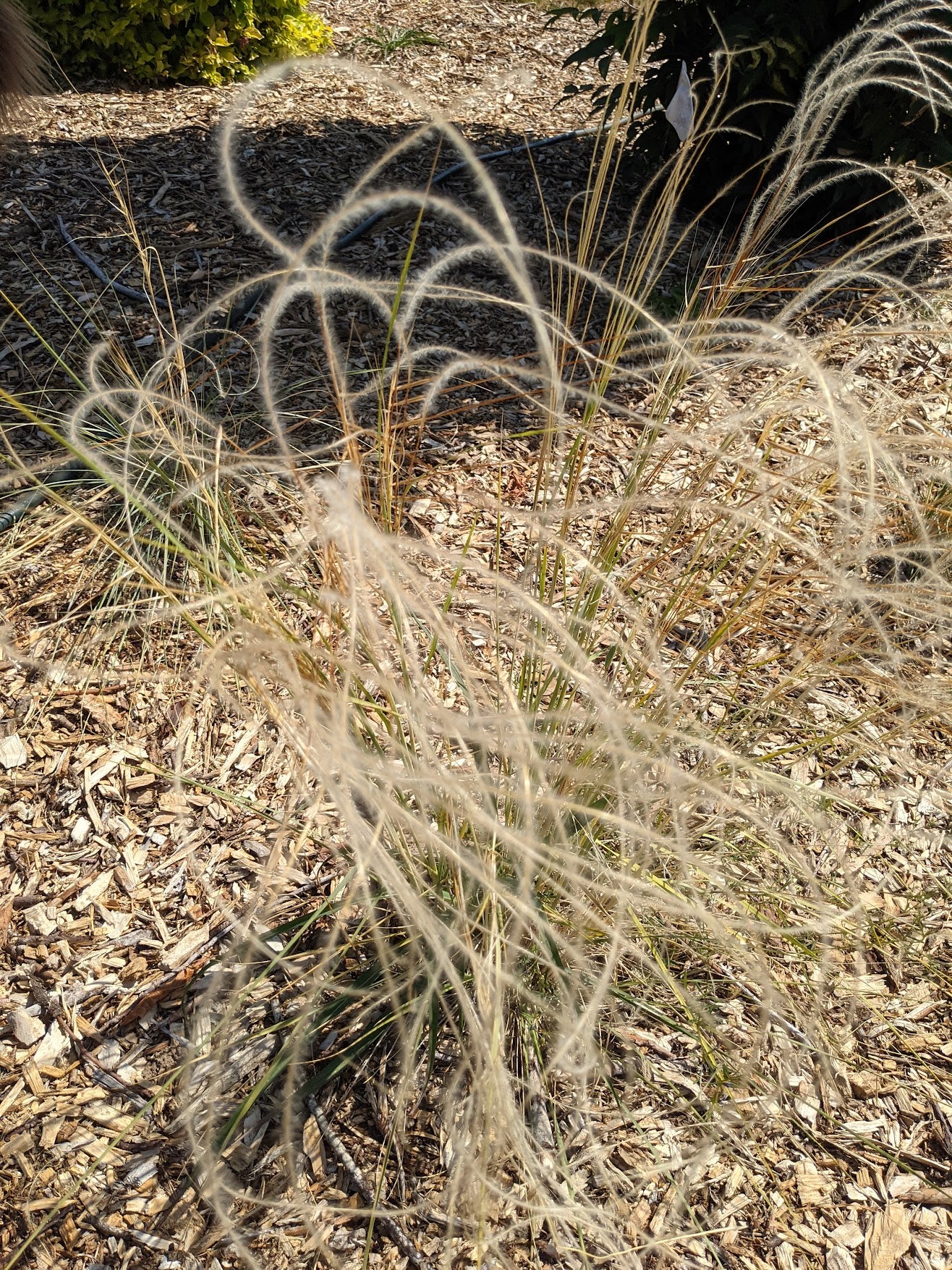 Stipa barbata