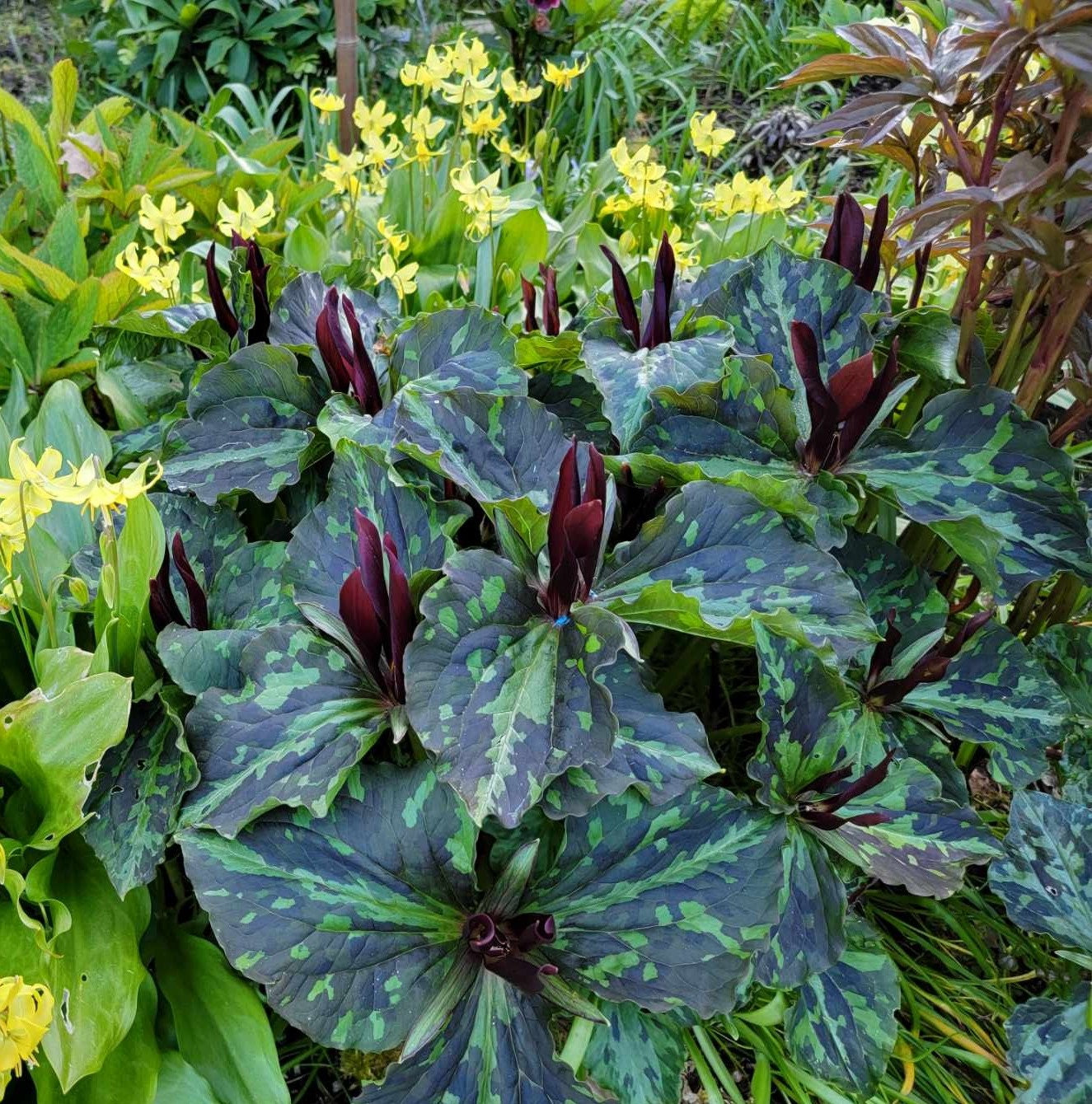 Trillium kurabayashii