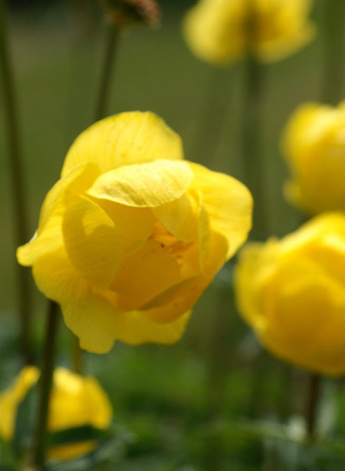 Trollius x cultorum ‘Superbus’