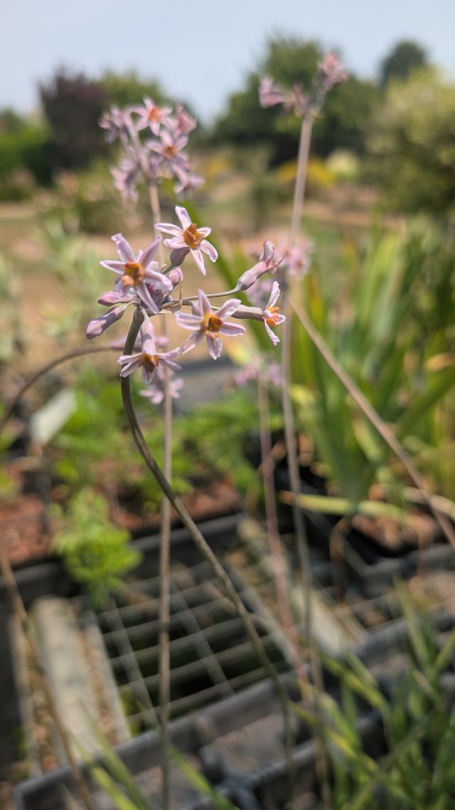 Tulbaghia ‘Hazel’