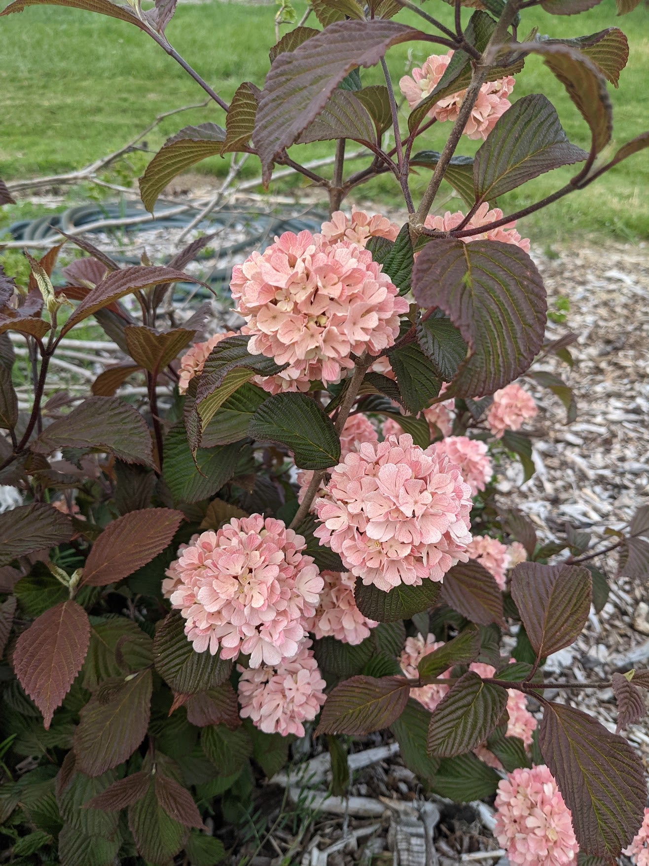 Viburnum plicatum F. plicatum  ‘Pink Sensation’