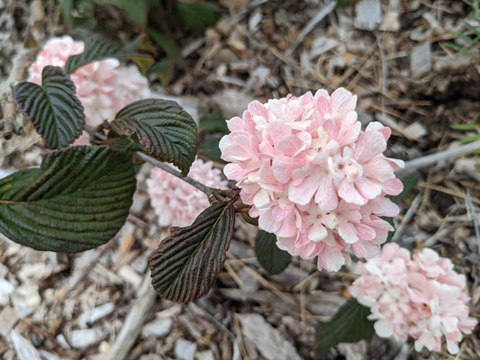 Viburnum plicatum F. plicatum  ‘Pink Sensation’