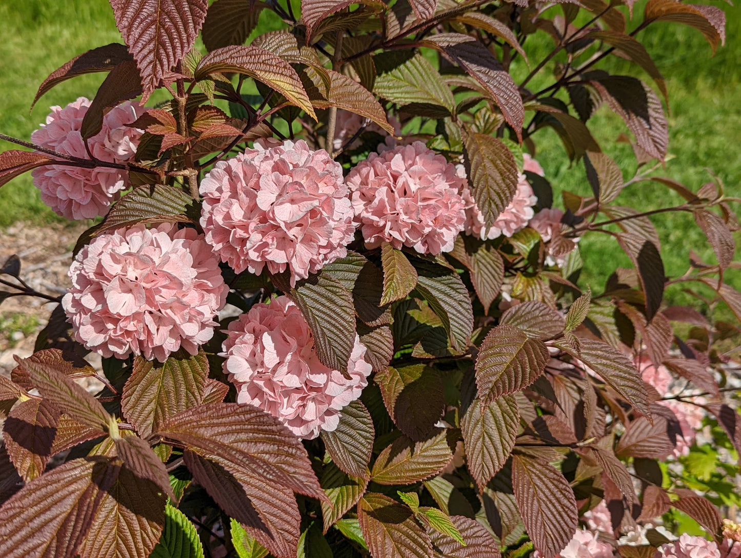 Viburnum plicatum F. plicatum  ‘Pink Sensation’