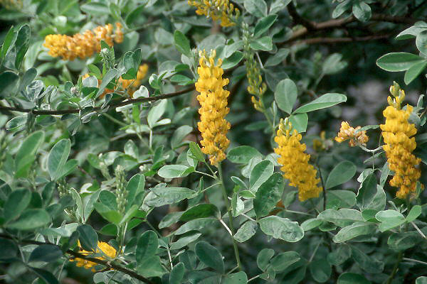 pineapple broom plant Argyrocytisus battandieri
