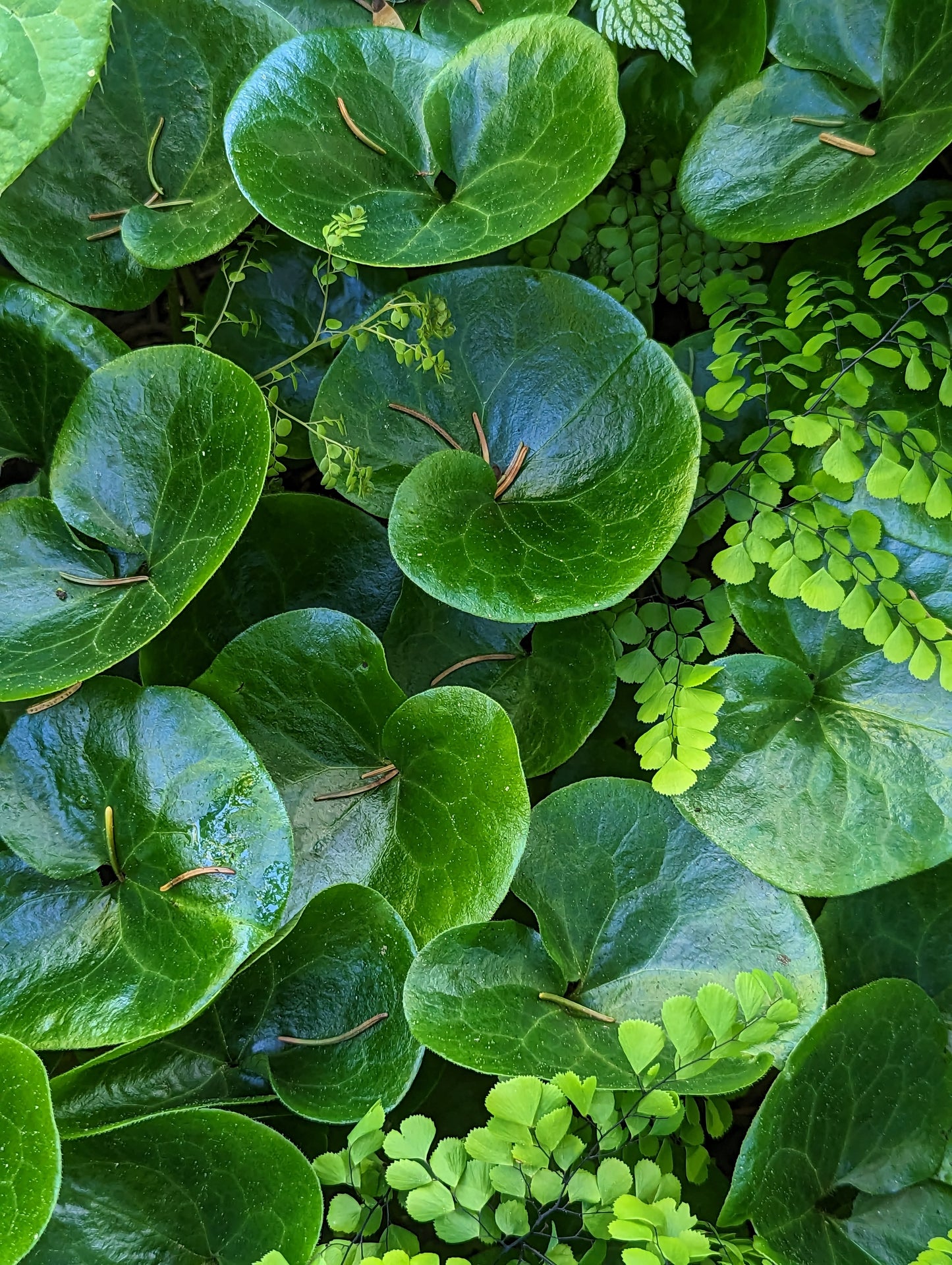 Asarum europaeum
