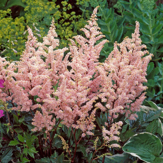 Astilbe x rosea 'Peach Blossom'