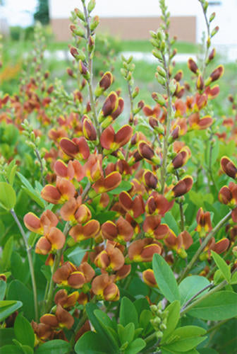 Baptisia 'Cherries Jubilee' PP23907