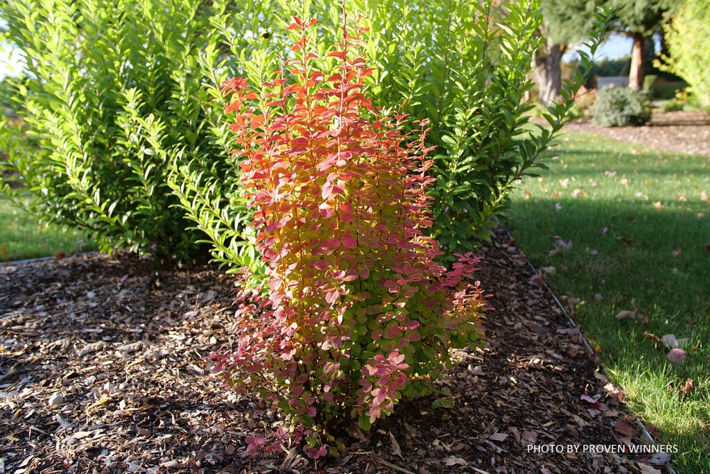 Berberis thunbergii ‘Sunjoy Orange Pillar’ PPAF