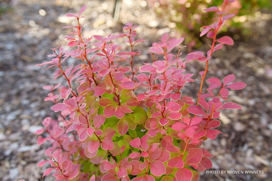 Berberis thunbergii ‘Sunjoy Orange Pillar’ PPAF