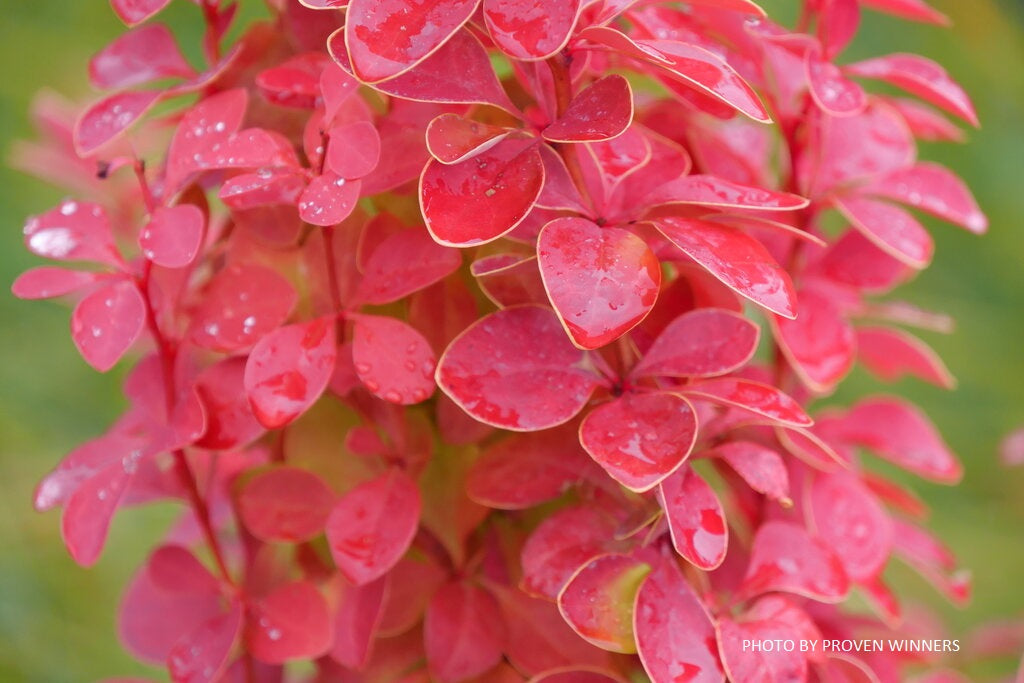 Berberis thunbergii ‘Sunjoy Orange Pillar’ PPAF